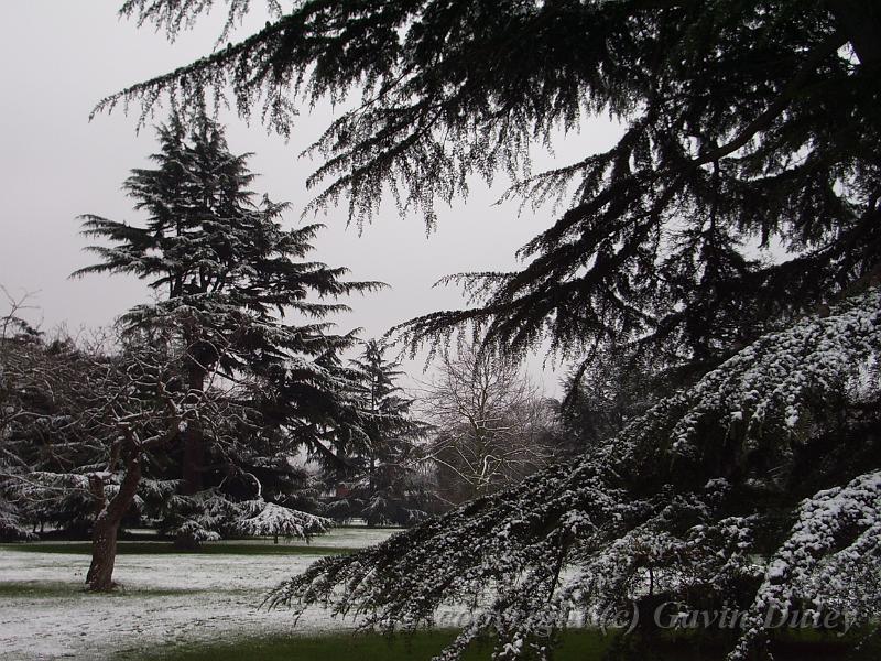 Snow, Greenwich Park IMGP7587.JPG